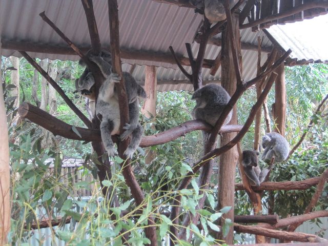 Joey der Wunsch-Koala und seine Freunde schlafen noch.